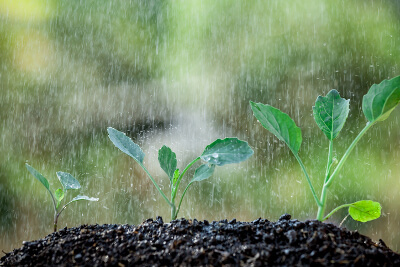 Plants Growing With Water
