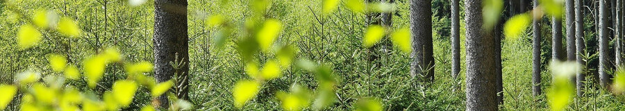 Wild Field by Pixabay