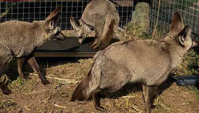 Bat-eared foxes on CPWPlus