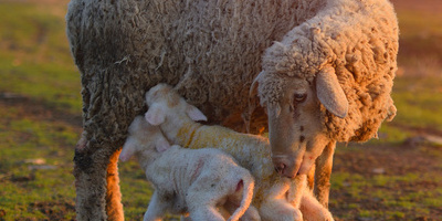 The Importance of Weighing Livestock