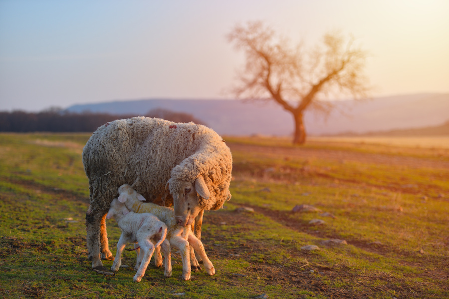 sheep and lamb in a field
